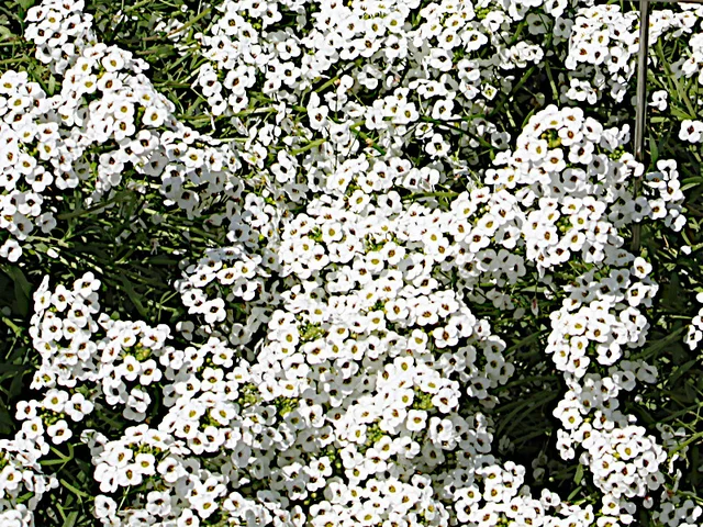 Alyssum