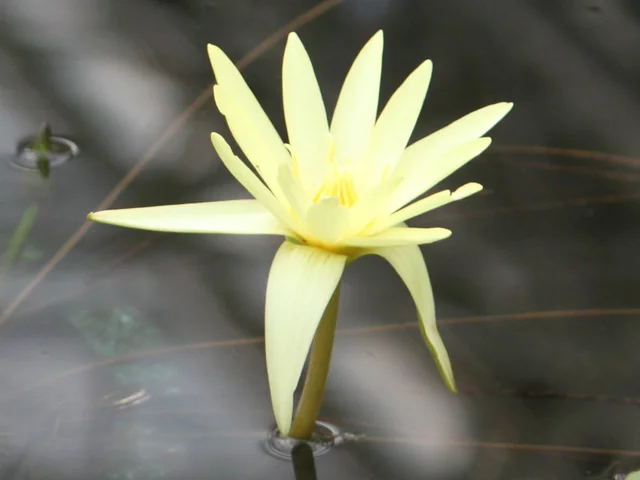 熱帯睡蓮 'エルドラド'