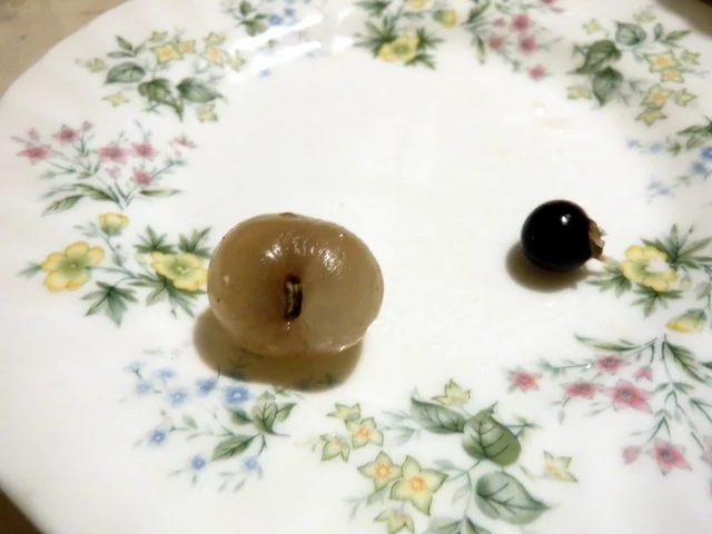 龙眼