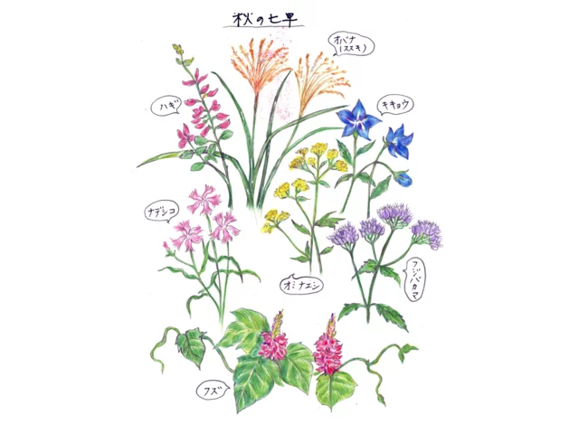 フジバカマ