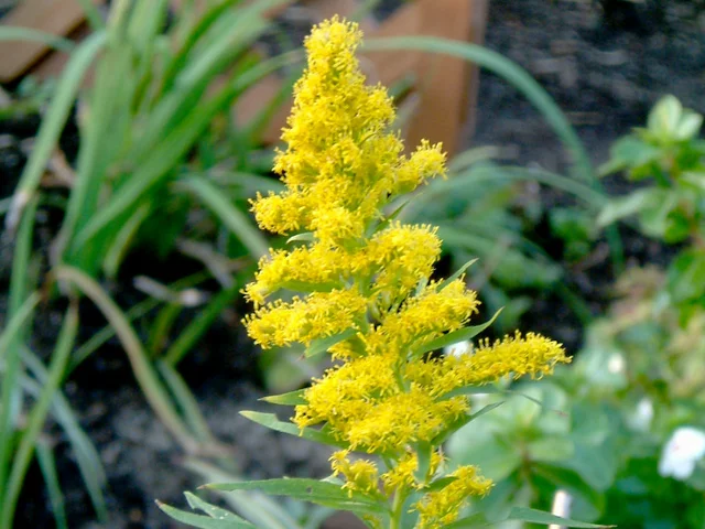 Canada goldenrod