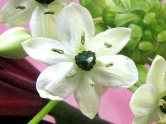 聖星百合