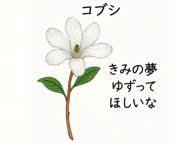 Magnolia kobus