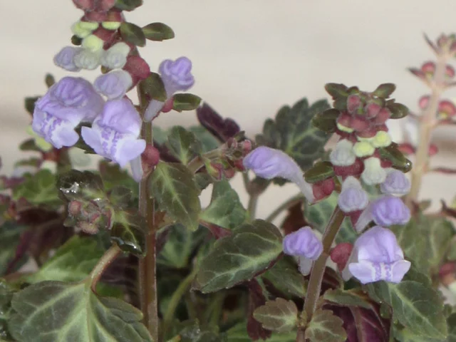 Scutellaria laetviolaceae