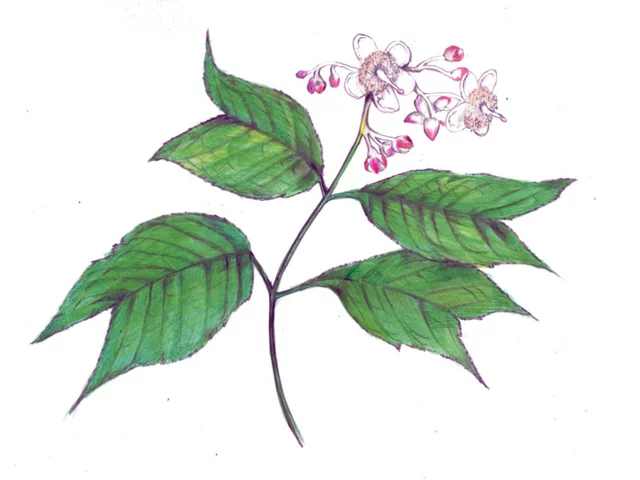 Hydrangea bifida