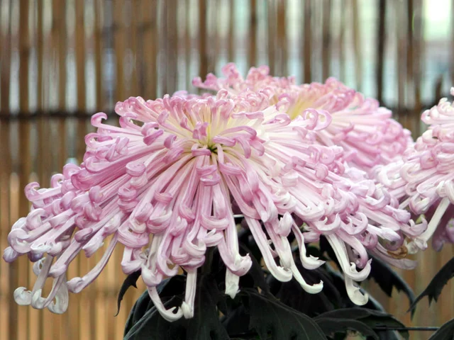 管物 菊