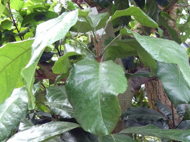 Pingpong tree