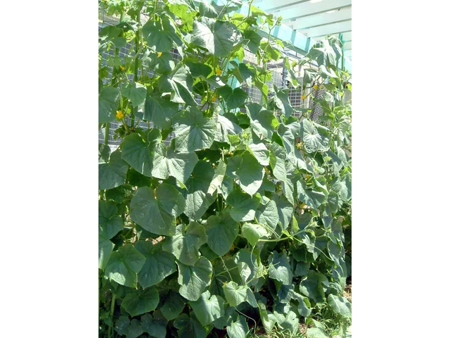 Cucumber