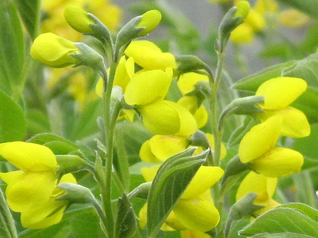 野决明