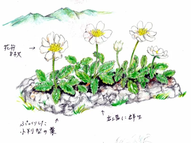 Dryas octopetala