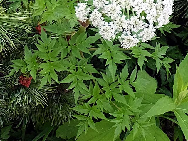 Angelica polymorpha