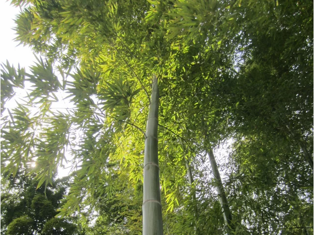 タケ