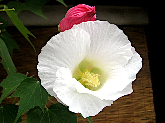 醉芙蓉