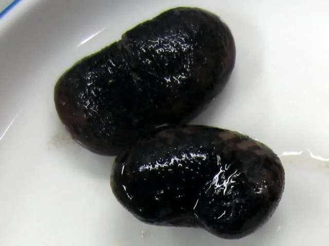 Phaseolus coccineus