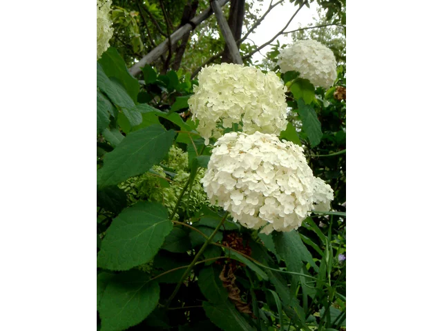 西洋紫陽花 アナベル