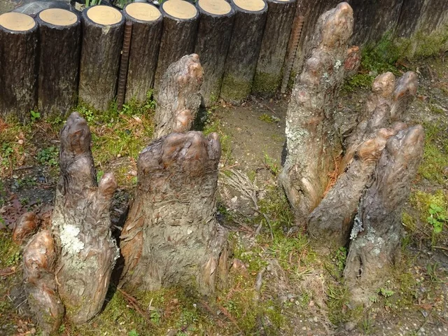 ラクウショウ