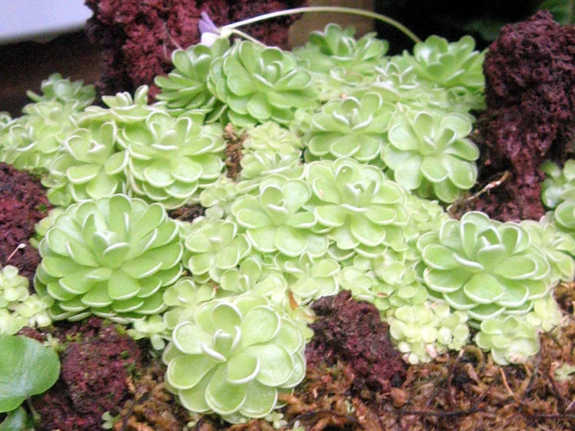 butterwort