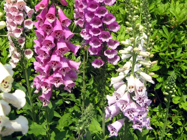Digitalis