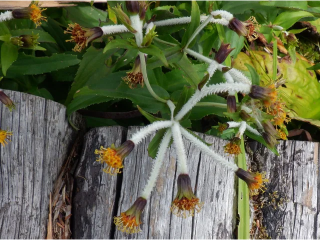 Arnica mallatopus