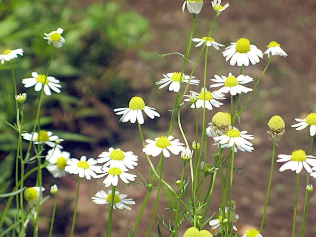 Matricaria chamomilla