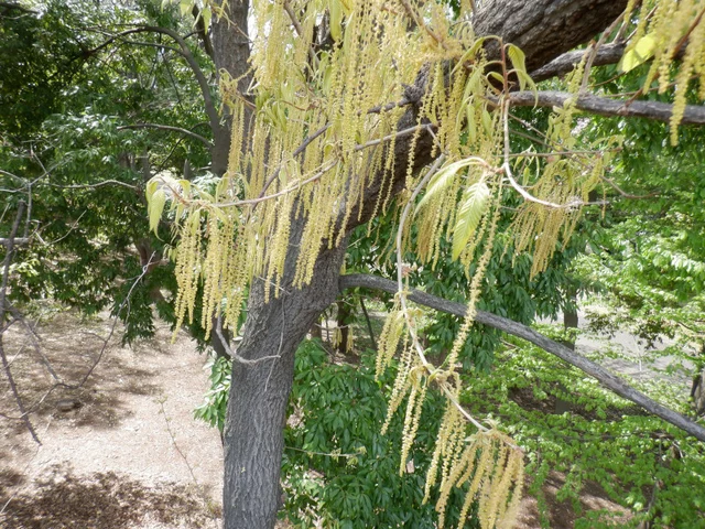 Sawtooth oak