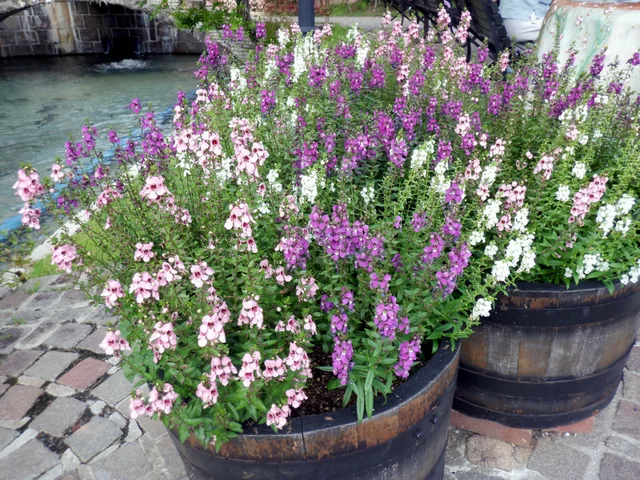 Angelonia