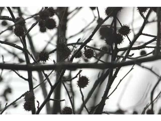 Liquidambar styraciflua