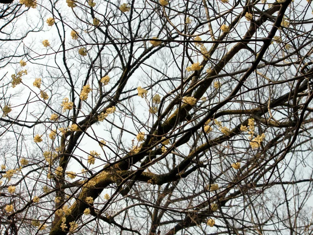 Litsea cubeba