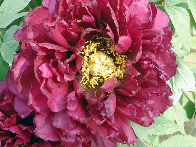 Paeonia suffruticosa