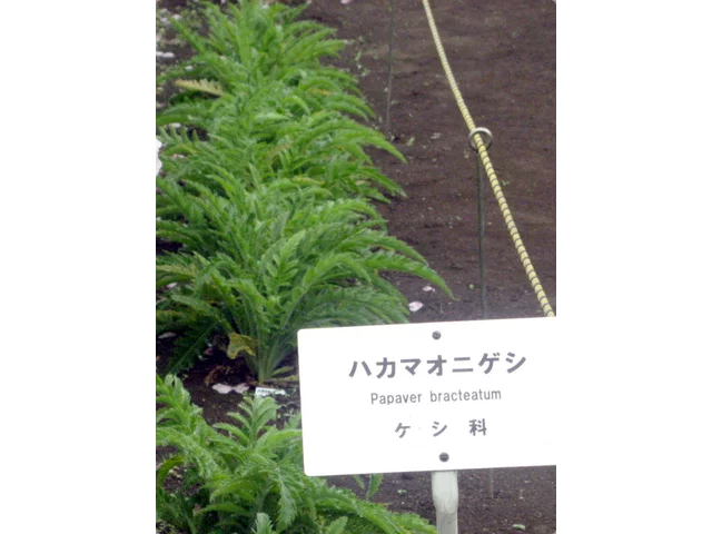 ハカマオニゲシ