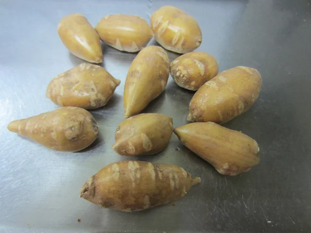 Groundnut