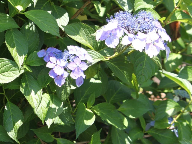 Blue Reiko