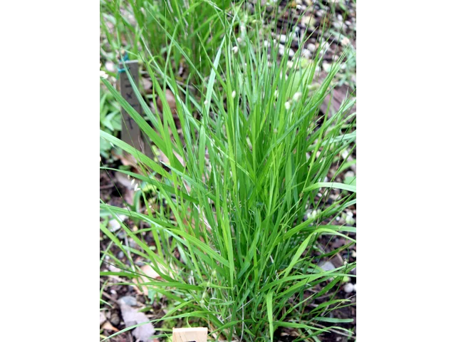 Melica nutans