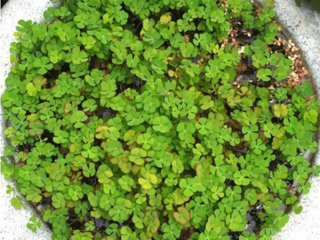 Water clover