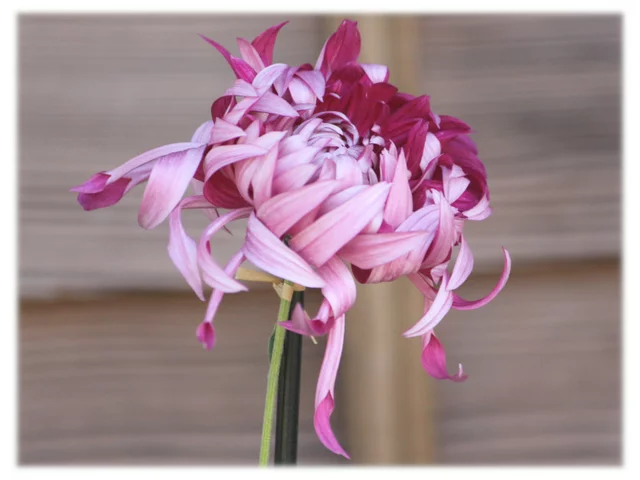 菊花  "江户菊 '花散里’