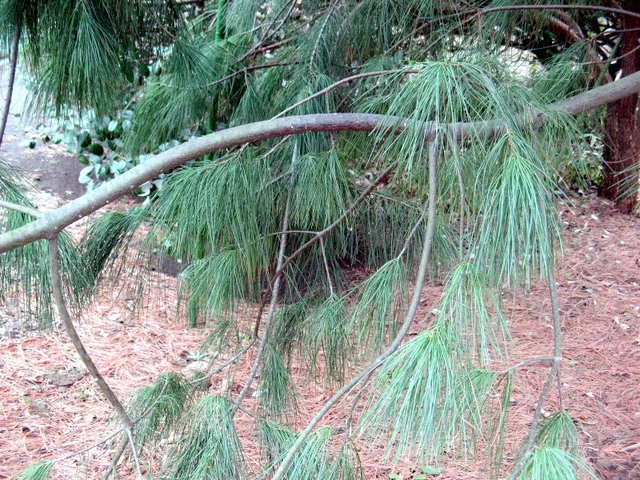 Pinus armandii