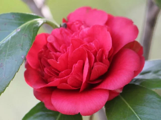 山茶花 '小杂七杂八 '