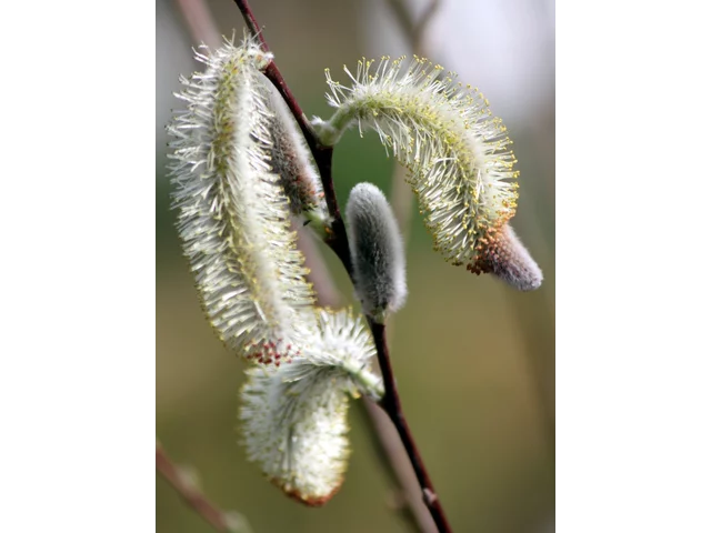 Pussy willow