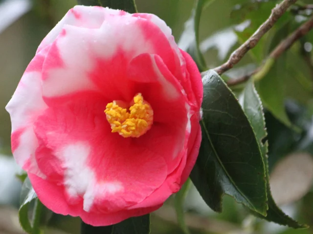 Camellia O-niji
