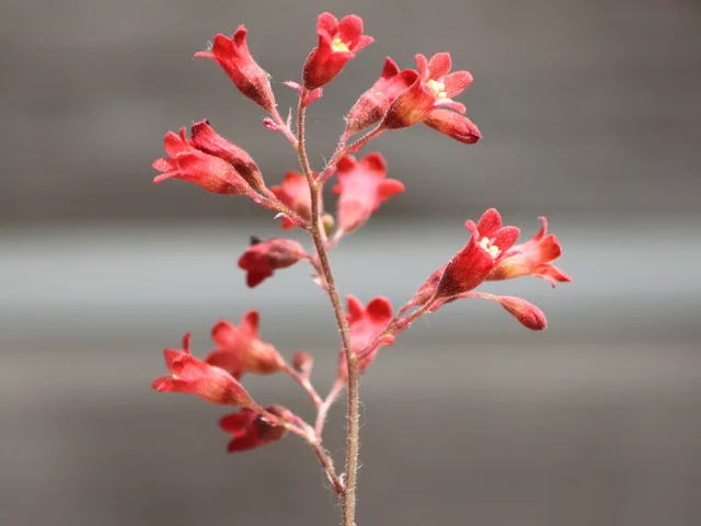Heuchera sanguinea