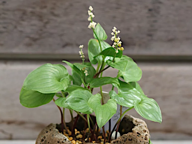 舞鹤草