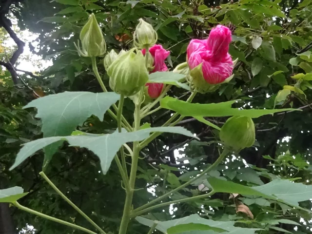醉芙蓉