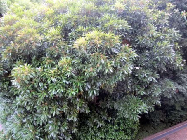 Lithocarpus edulis