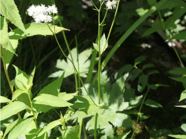 False bugbane
