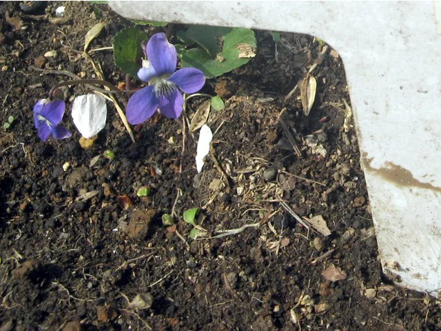 藍菫菜