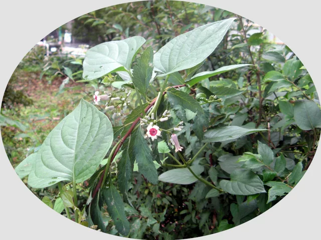 Paederia foetida