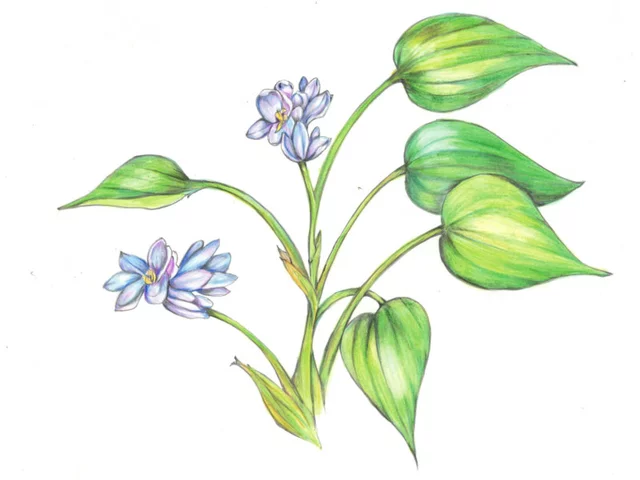 Monochoria vaginalis