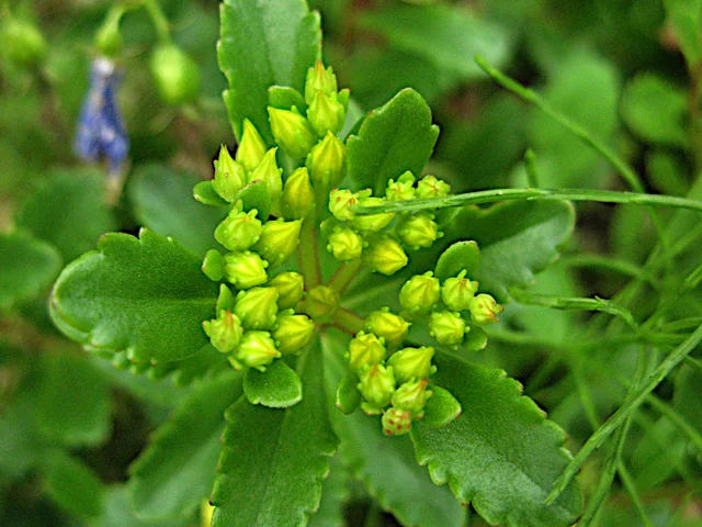 Sedum kamtschaticm