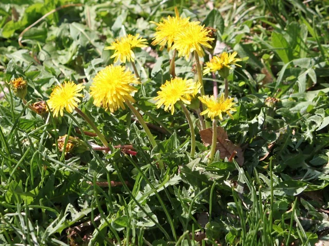 Dandelion