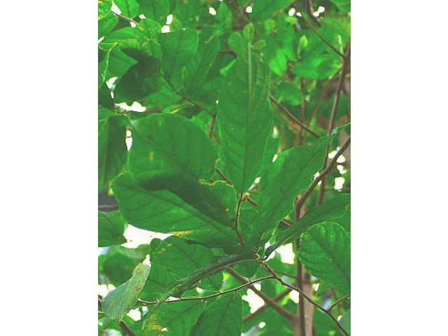 Antiaris toxicaria